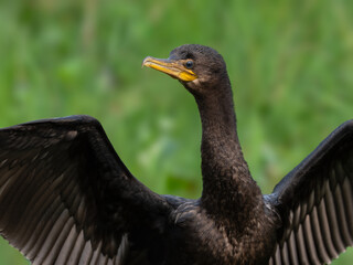 Neotropic Cormorant closeup portrait  on green