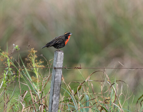 White-browed Meadowlark  perched on a fence post