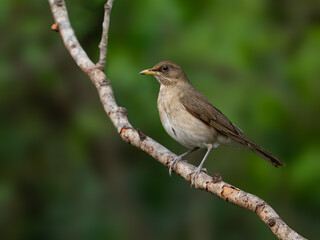 Creamy-bellied Thrush on tree branch against green background