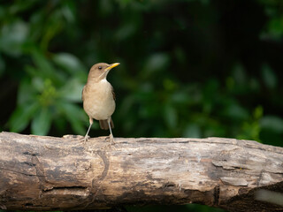 Creamy-bellied Thrush on log against green background
