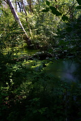 Oasis of Punte Alberete: a freshwater wetland stretching for about 190 hectares near Ravenna (Italy)