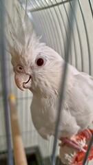 parrot