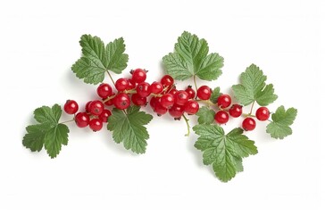 Red currant with leaves isolated on a white background, detailed photo, professional photography, high quality in natural light