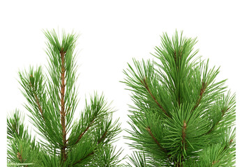 Pine tree branches isolated white background.AI GENERATED