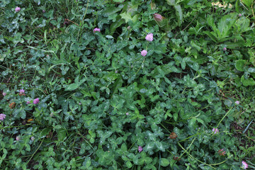 Spring green grass after rain. Drops of dew are visible on the leaves.