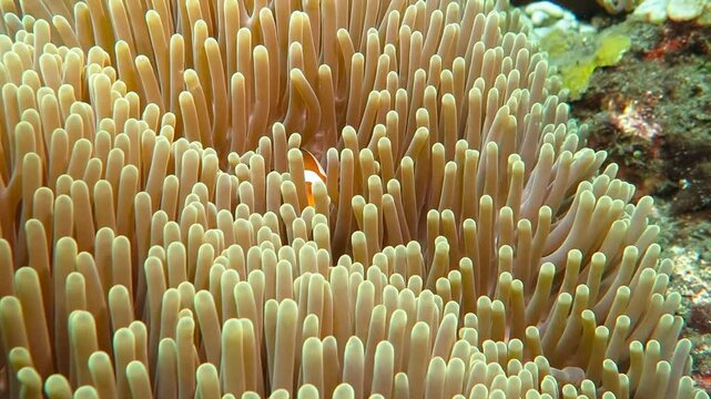 Tropical colorful reef nemo fish in the anemone. Underwater video from the coral reef. Scuba diving with ocean wildlife. Nemo and anemone.