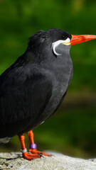 Close-up of an Inca Turn, lit by the sun against a black background. This striking black bird with a bright red beak occupies part of the same habitat ruled by ancient Inca Empire in South America.