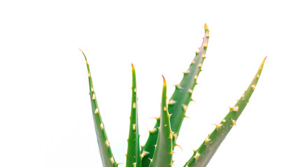 Naklejka premium Close-up of fresh aloe vera leaves for health care and cosmetics
