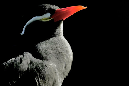 Close-up of an Inca Turn, lit by the sun against a black background. This striking black bird with a bright red beak occupies part of the same habitat ruled by ancient Inca Empire in South America.