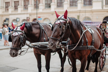 Obraz premium Dos caballos marrones que tiran de un tradicional carruaje en las calles de Viena, Austria, con cuernos rojos y anteojeras y muserola en la cabeza.