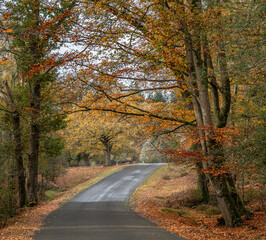 The New Forest, a national park and one of the largest forested areas in southern England, in all its autumn glory.