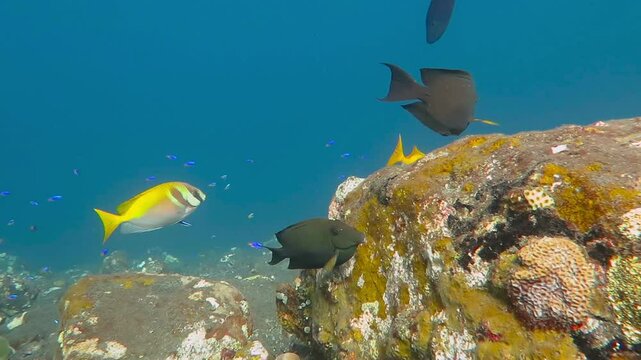 Tropical exotic fish in the sea, swimming over the stones and corals. Ocean bottom with corals, rocks and fish. Marine life in the tropical ocean, scuba diving with the swimming fish. Reef and life.