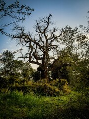 Majestic old tree stands in a lush green meadow under a clear blue sky in Andalusia, Spain
