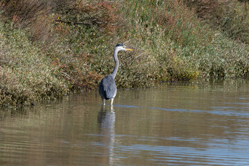 Héron cendré, Ardea cinerea, Grey Heron