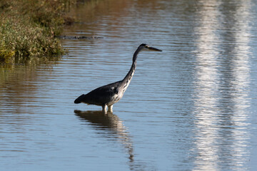 Héron cendré, Ardea cinerea, Grey Heron