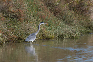 Héron cendré, Ardea cinerea, Grey Heron