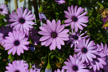 Fototapeta premium Closeup of purple daisies in full bloom under sunlight, showcasing natural beauty and vivid colors