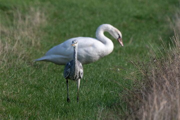 Héron cendré, Ardea cinerea, Grey Heron, Marais Breton, Vendée, 85, France