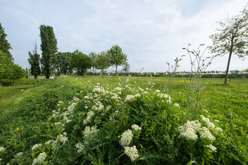 Cardaire drave, Lepidium draba, Cardaria brachysepala, Sport, Parc du Grand Godet, Villeneuve le...