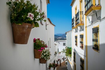 Flowering geraniums on the walls of a street in Olvera, Cadiz, Andalusia, Spain