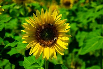 Close-up of a vibrant sunflower with bees collecting pollen, set against a lush green background
