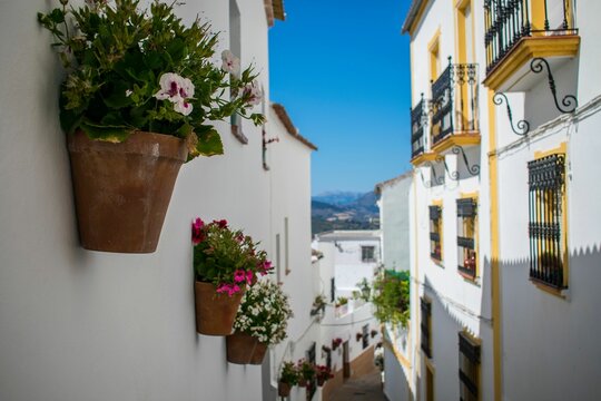 Flowering geraniums on the walls of a street in Olvera, Cadiz, Andalusia, Spain