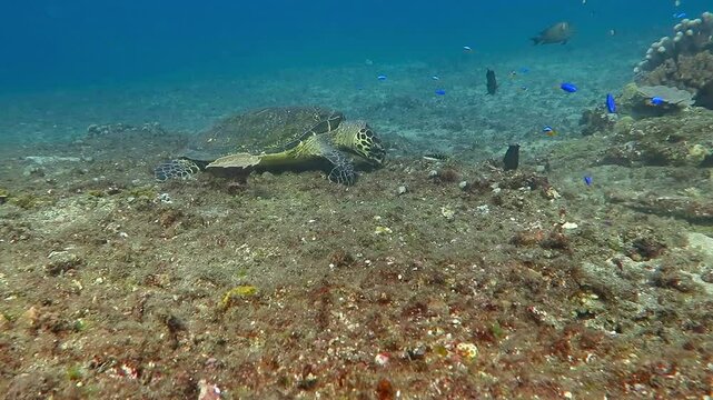 Underwater turtle feeding on the bottom. Sea turtle eating in the ocean. Scuba diving with ocean tortoise. Turtle in the sea. Sea turtle and marine life. Reef and animals.