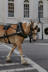 Horse Drawn Carriage Downtown Charleston, South Carolina