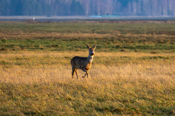 Wild Roe Deer in a Natural Habitat. Graceful Roe Deer in Golden Meadow.