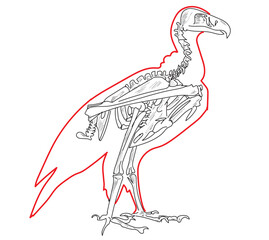 Skeletal system of animals. Animals Bone Structure hand drawing vector illustration