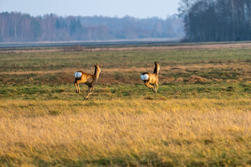 Wild Roe Deer in a Natural Habitat. Graceful Roe Deer in Golden Meadow.
