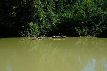 Oasis of Punte Alberete: a freshwater wetland stretching for about 190 hectares near Ravenna (Italy)