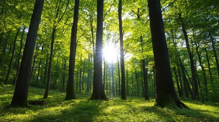 Fototapeta premium A forest with trees and a sun shining through the leaves