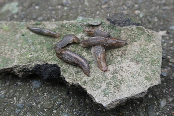 Gray slugs gathered in a pile. Many slugs on a block of cement.