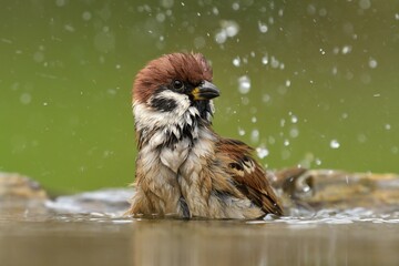 Eurasian tree sparrow Passer montanus bird songbird wildlife nature predator cock o the north, beautiful animal mountain finch, animal, bird watching ornithology, flower bud fauna wildlife Europe