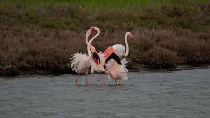 Pink flamingos wading and resting in shallow water