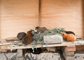 Guinea pig family eating