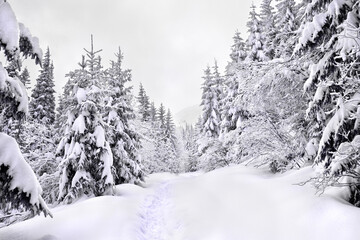Obraz premium Winter landscape of mountains, path in snow in fir forest
