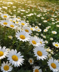 Obraz premium Field of Daisies and Chrysanthemums Under the Sun, natural scenery, bright petals, sunny day