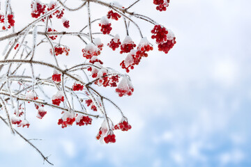 Branches with red berries viburnum opulus ( guelder-rose, water elder, cramp bark, snowball tree, European cranberrybush ) in of hoarfrost and in snow on cloudy sky background