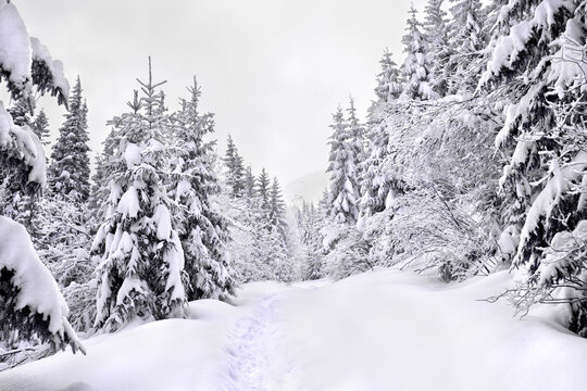 Winter landscape of mountains, path in snow in fir forest - Powered by Adobe