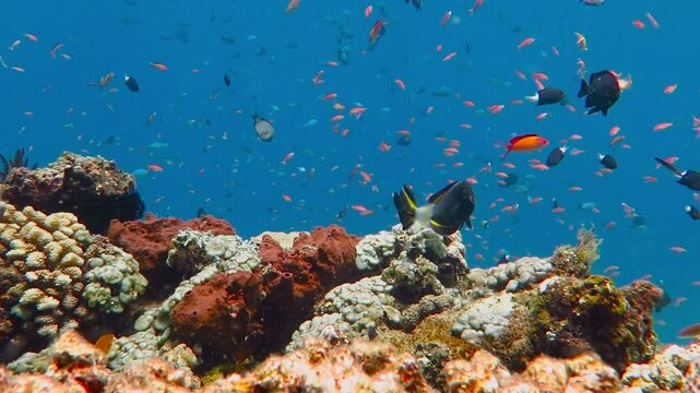 Colorful tropical underwater coral reef with fish, blue water and sponges. Scuba diving with underwater coral reef wildlife and fish. Adventure sea snorkeling trip. Marine life in the blue ocean.