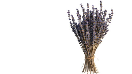 Fototapeta premium Lavender spike transparent background