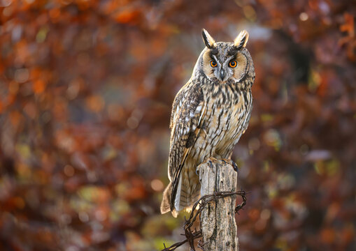 Long eared owl ( Asio otus ) close up