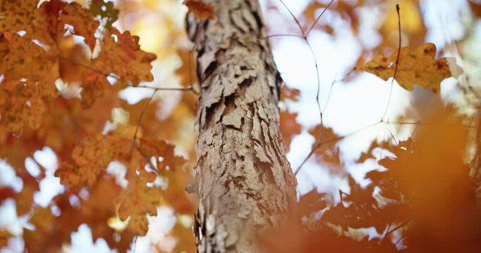 Colorful oak leaves and shaggy tree bark in Chapel Hill, North Carolina in Autumn. Shallow focus.