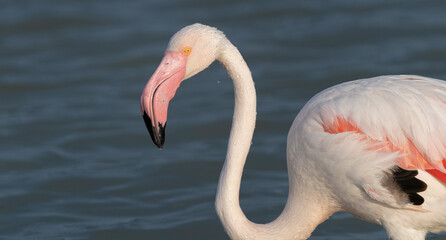 Pink flamingos wading and resting in shallow water