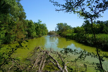 Oasis of Punte Alberete: a freshwater wetland stretching for about 190 hectares near Ravenna (Italy)