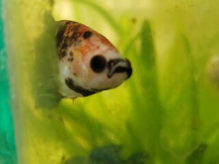 Close-up of a Siamese Fighting Fish's Head in an Aquarium