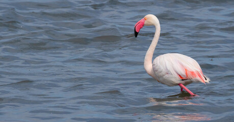 Pink flamingos wading and resting in shallow water