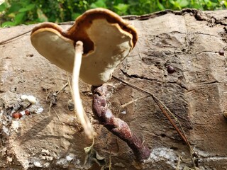 Heart-shaped fungus growing on a tree trunk